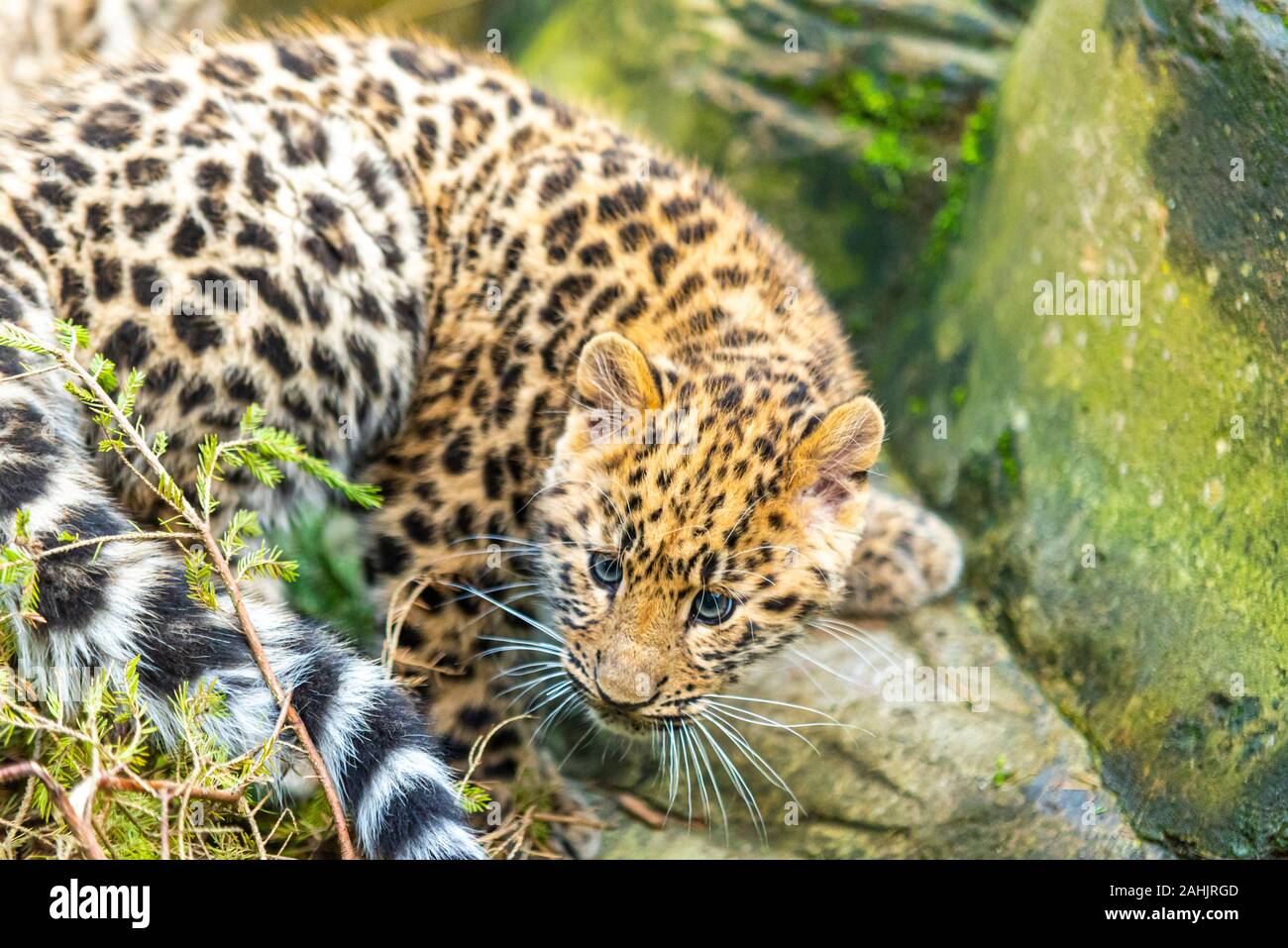 Amur Leopard young cub in captivity. Three month old Panthera pardus orientalis at Colchester Zoo, Essex, UK. Endangered specie born in captivity Stock Photo