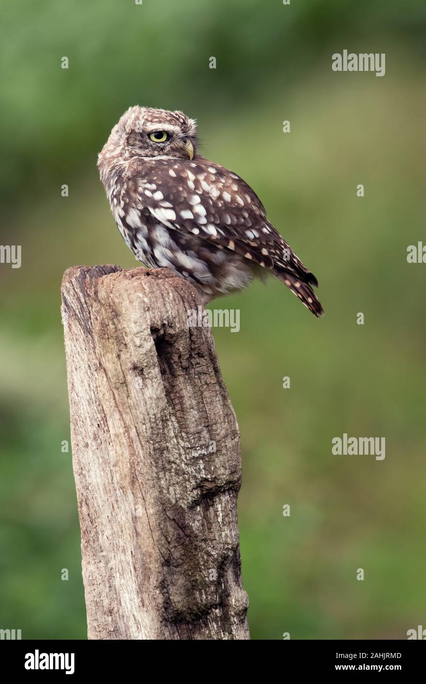 Little Owl (Athene Noctua) perched on an old wooden stump in farmland Stock Photo