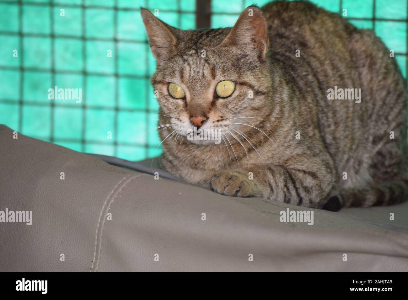 Cat Focuses on her target Stock Photo Alamy