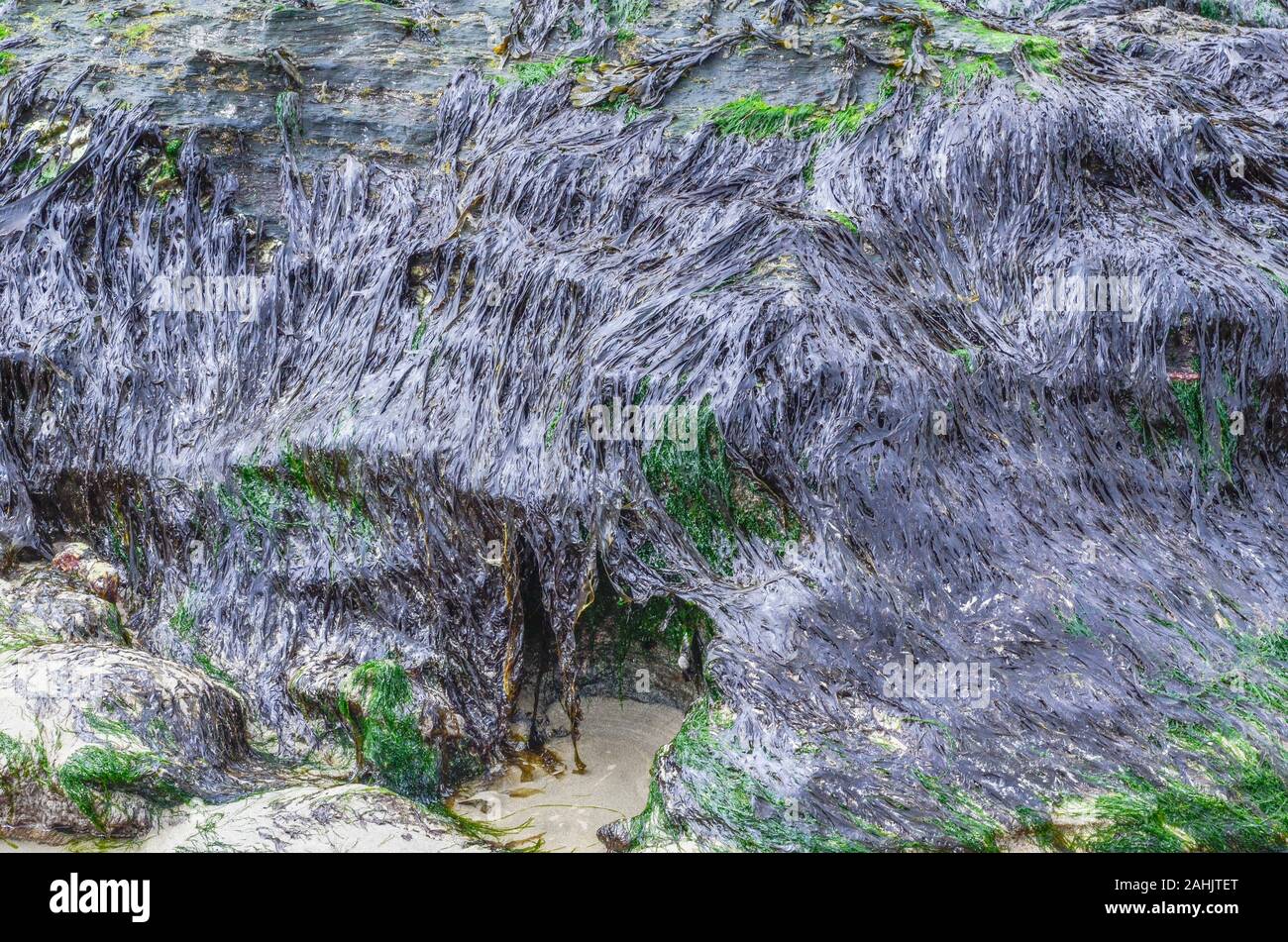 Massed Purple Laver / Porphyra umbilicalis swamping coastline rocks. Variable colour, from brown-purple to olive green. Is edible & makes laverbread. Stock Photo