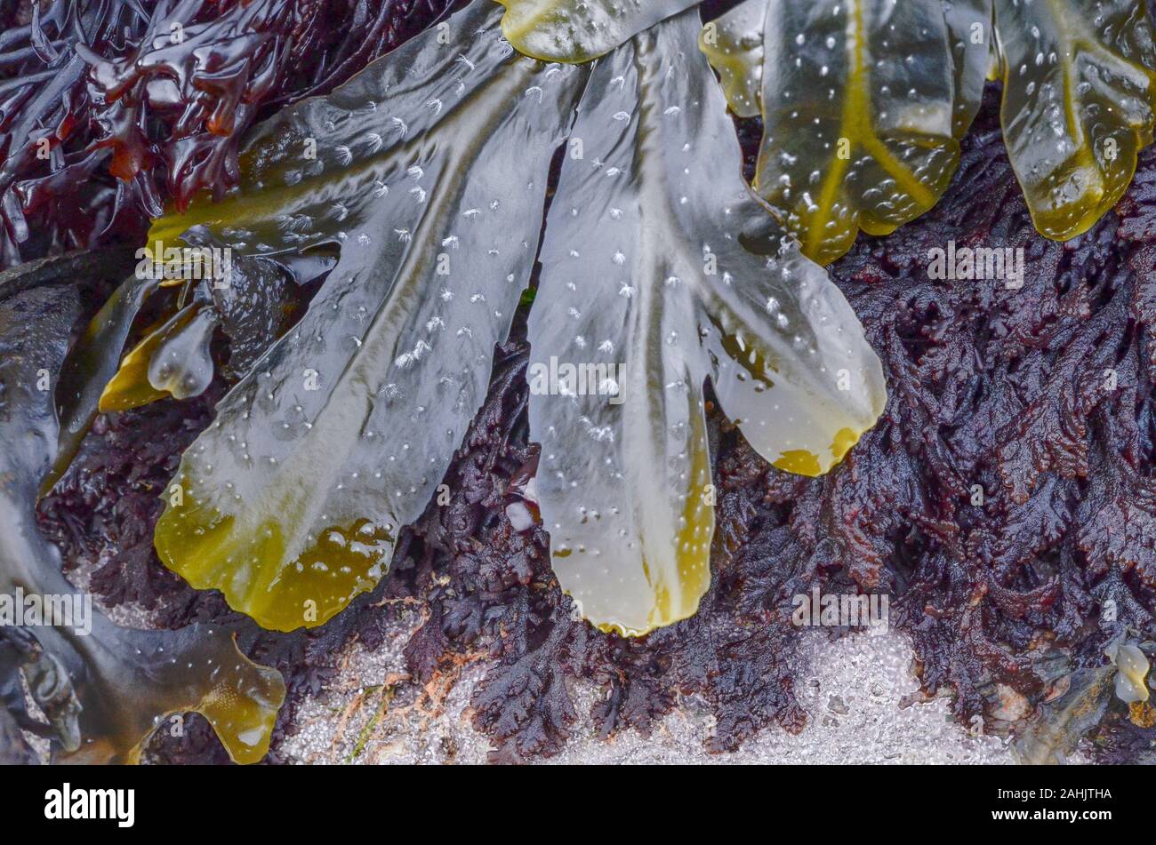 Believed to be young fronds of common UK seaweed Toothed Wrack / Fucus serratus, possibly F. spiralis. Health benefits but not regarded as safe to eat Stock Photo