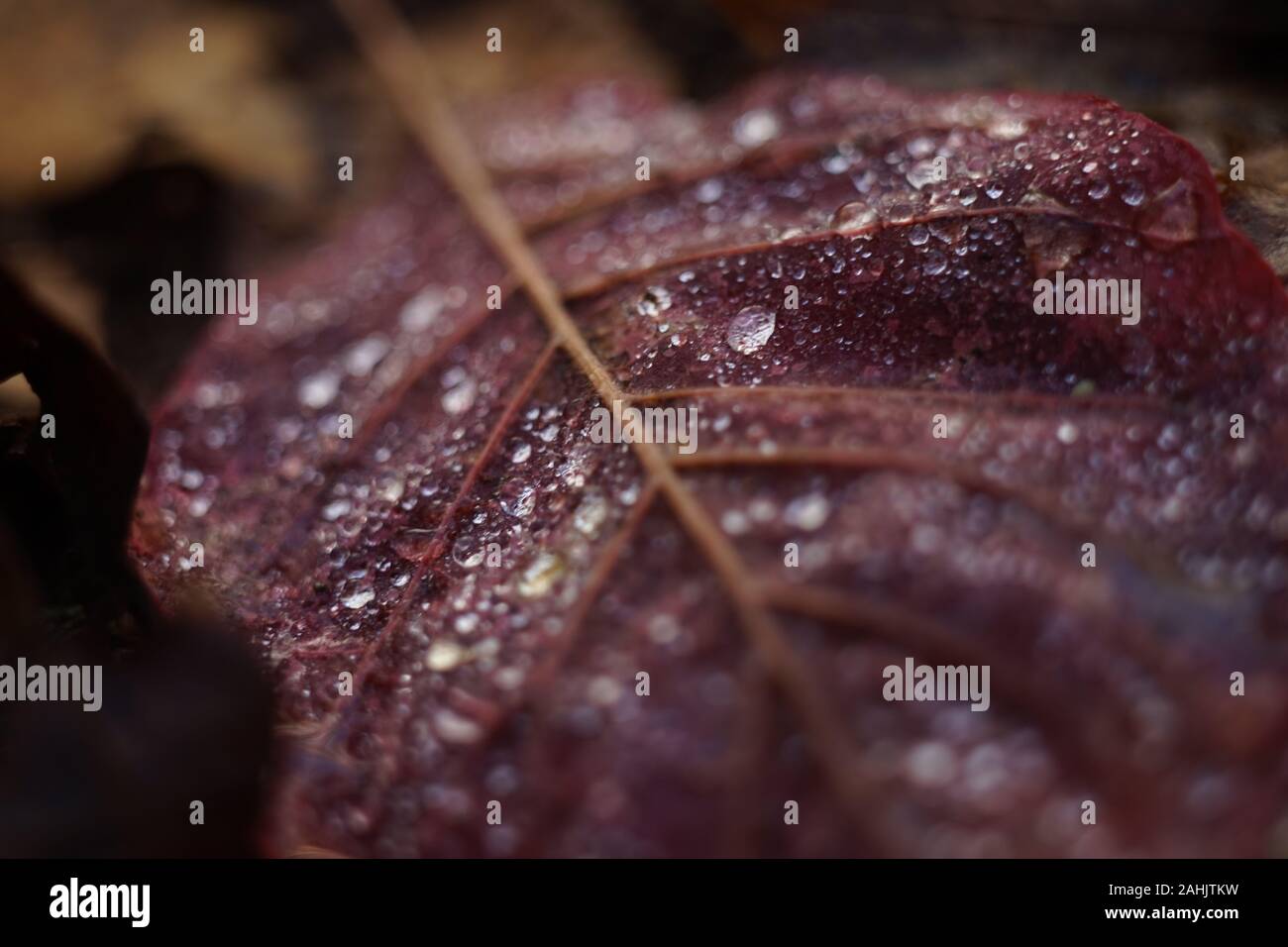 Pink Leaf Tree While Raining Oak Pink Leaf High Resolution Stock Photography and Images - Alamy