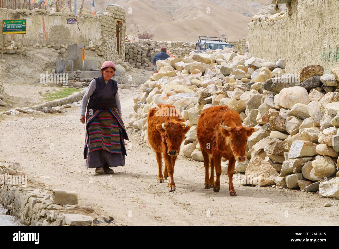 Tibetan woman leading two cows in the dusty streets of Lo Mantang, Upper Mustang, Nepal. Stock Photo