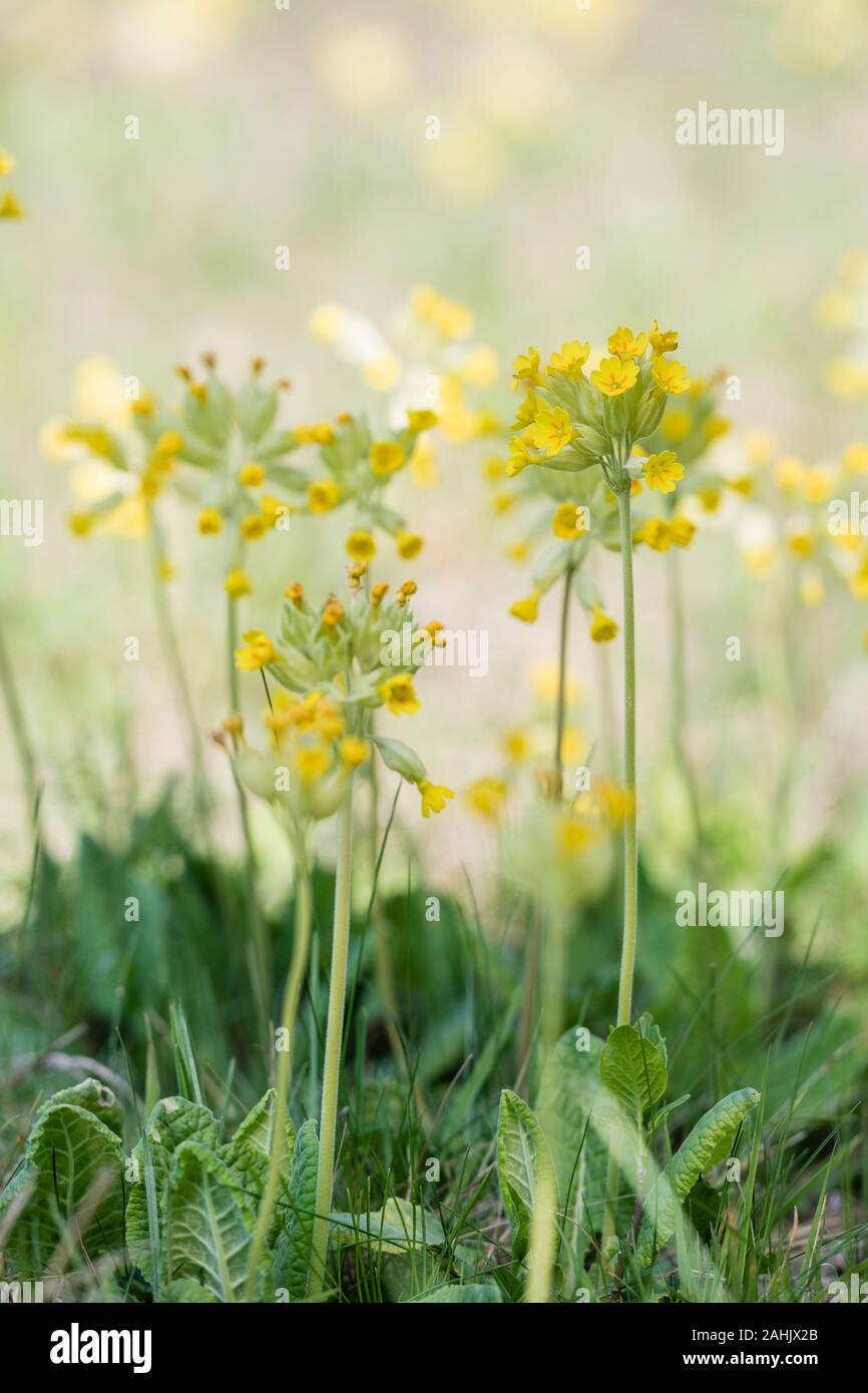 Echte Schluesselblume, Primula veris, Cowslip Stock Photo