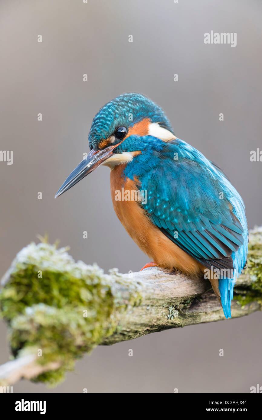 Eisvogel, Alcedo atthis, Kingfisher Stock Photo