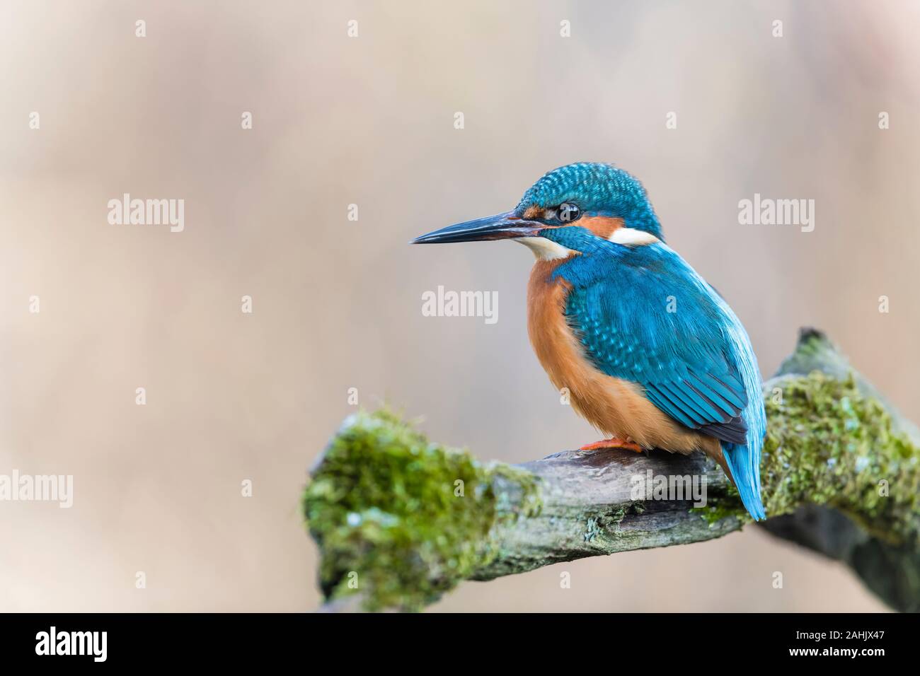Eisvogel, Alcedo atthis, Kingfisher Stock Photo