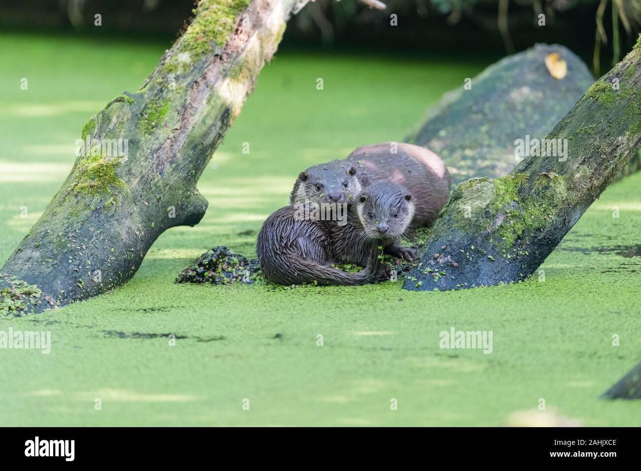 Europaeischer Fischotter, Lutra lutra, european otter Stock Photo - Alamy