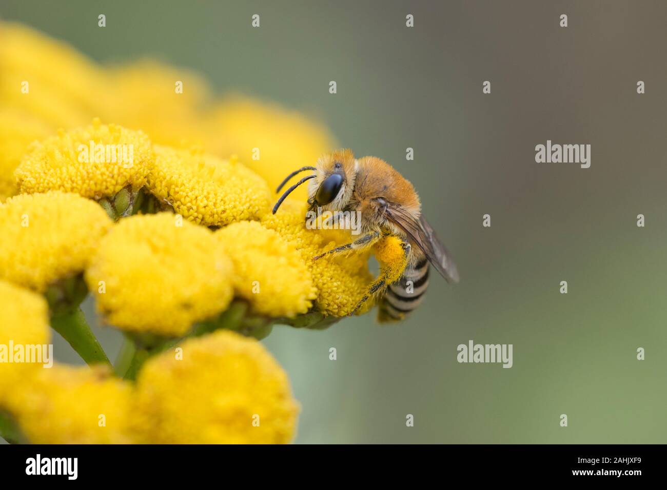 Gemeine Seidenbiene, Colletes daviesanus, Plasterer bee Stock Photo