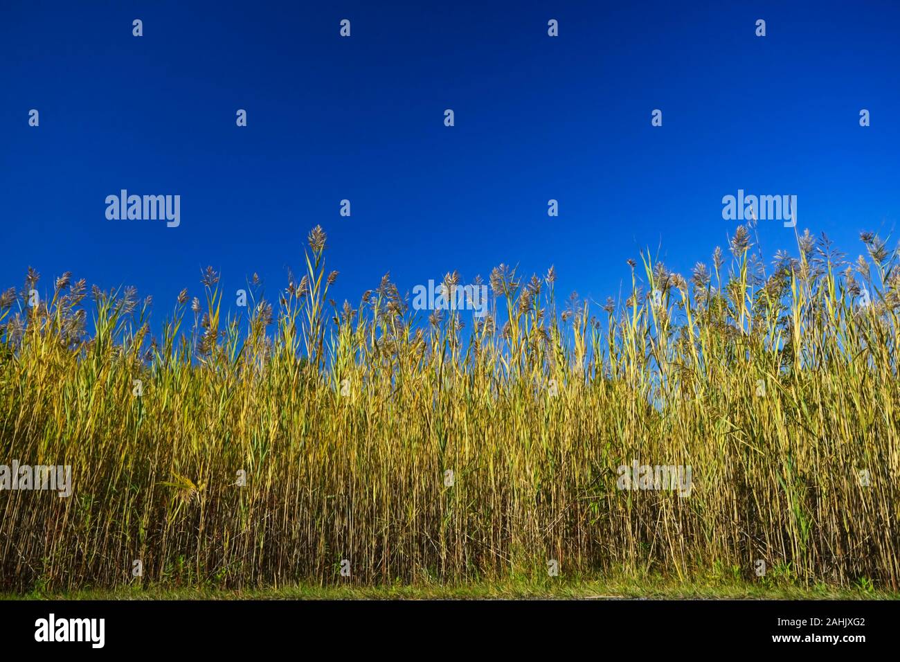 Wild herbs in a field against a deep blue sky. Stock Photo