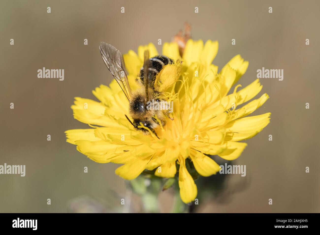 Hosenbiene Weibchen, Dasypoda hirtipes, Female Pantalon bee Stock Photo