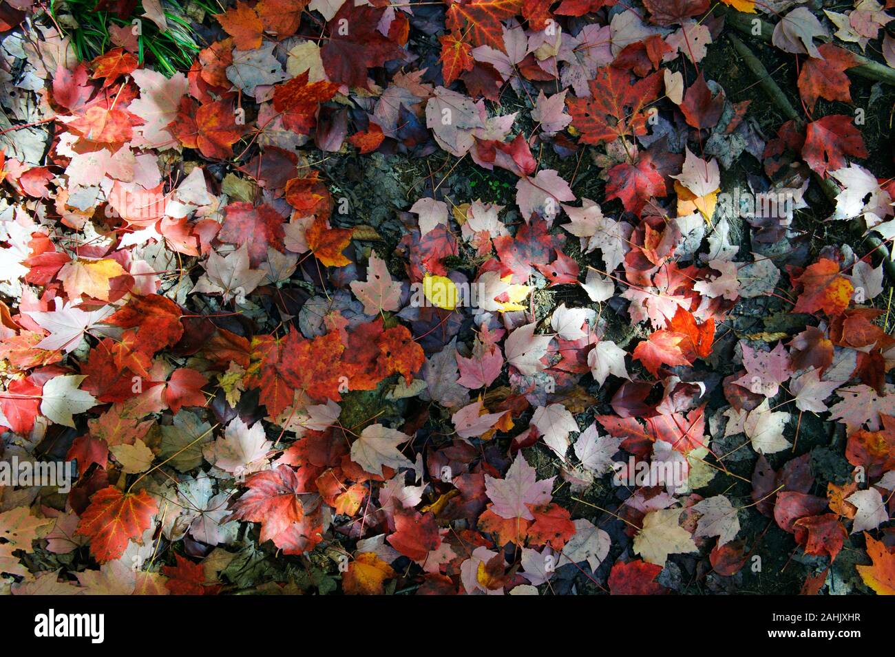 Fallen maple leaves on forest floor in autumn. Province of Quebec, Canada. Stock Photo