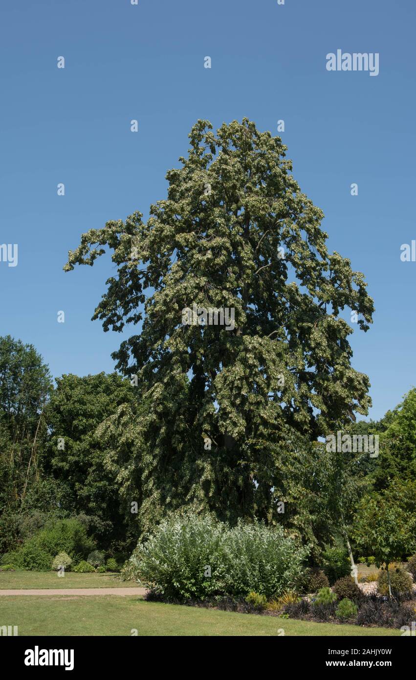 Silver Lime or Silver Linden Deciduous Tree (Tilia tomentosa 'Petiolaris') in a Park in Rural Surrey, England, UK Stock Photo