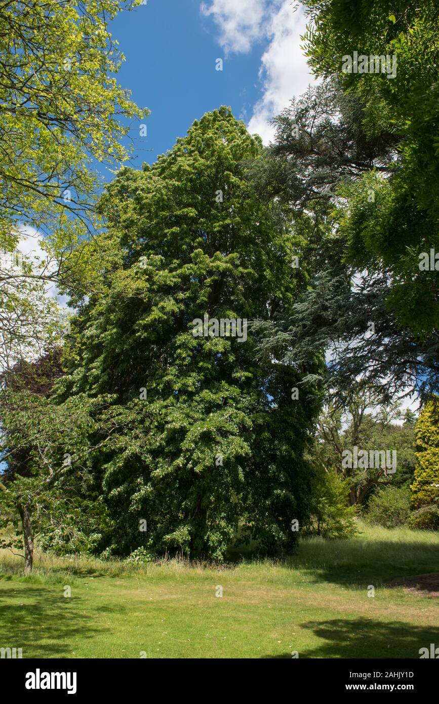 Silver Lime or Silver Linden Deciduous Tree (Tilia tomentosa 'Petiolaris') in a Park in Rural Devon, England, UK Stock Photo