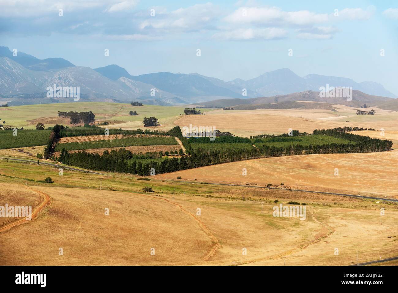 Villiersdorp, Western Cape, South Africa. December 2019. Plantation of