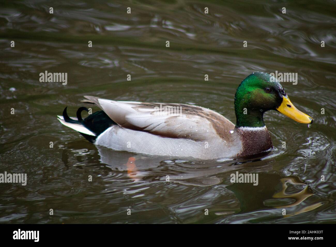 Ducks on water Stock Photo Alamy