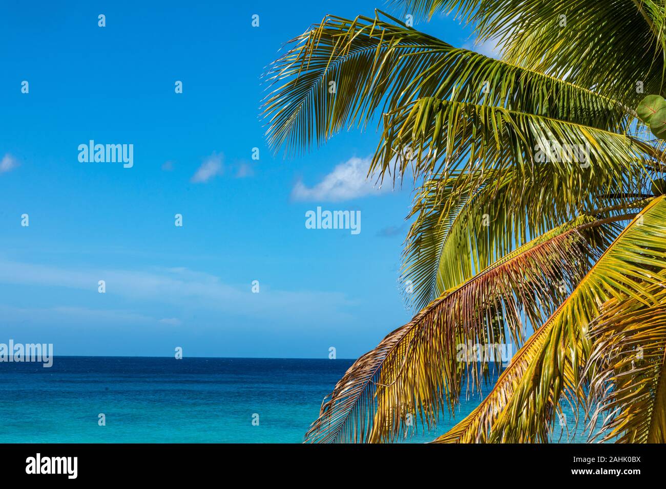 Trinidad, Cuba. Coconut on an exotic beach with palm tree entering the sea on the background of a sandy beach, azure water, and blue sky. Stock Photo