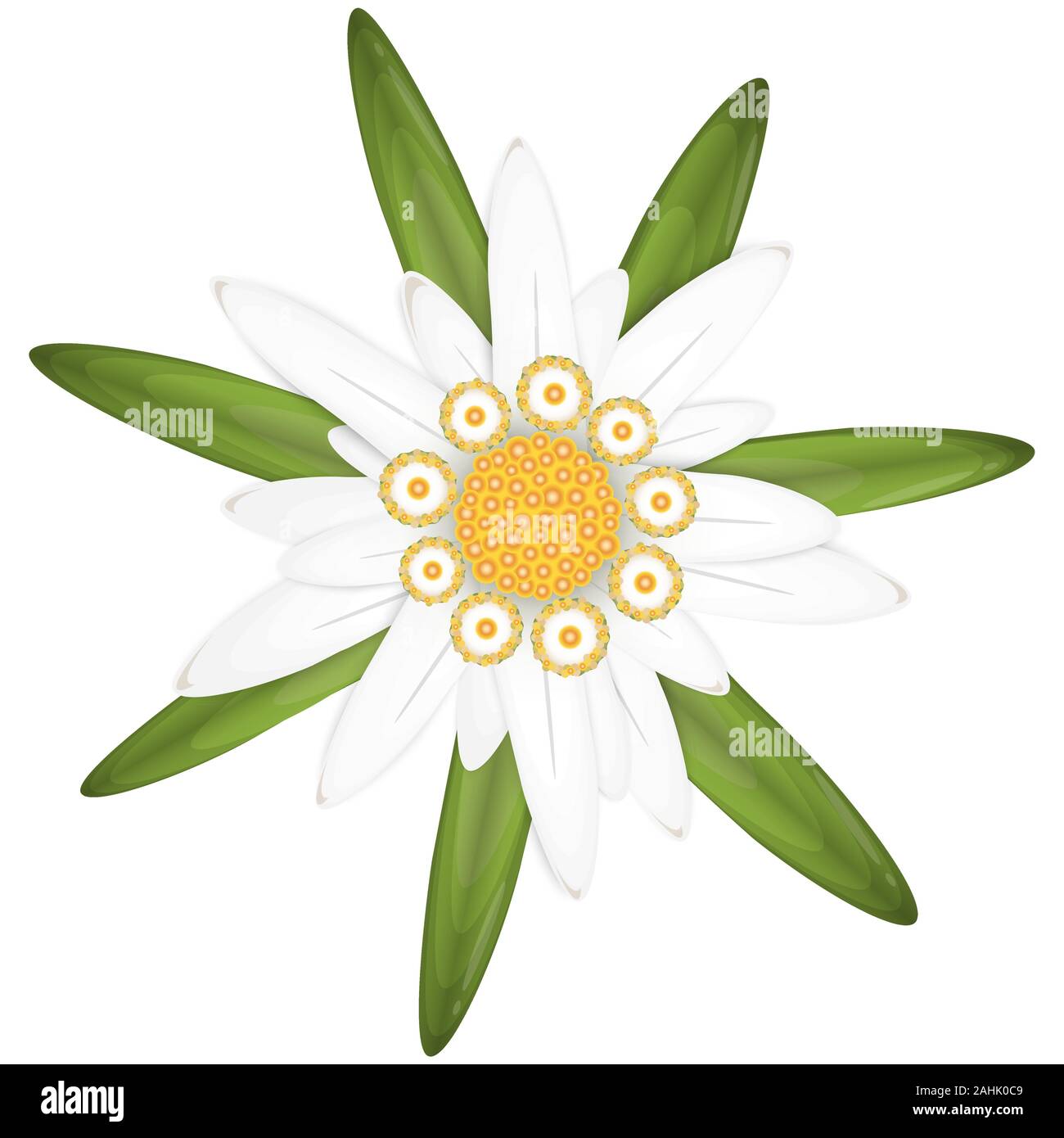 EPS 10 vector isolated edelweiss flower, symbol for german Oktoberfest and alps Stock Vector