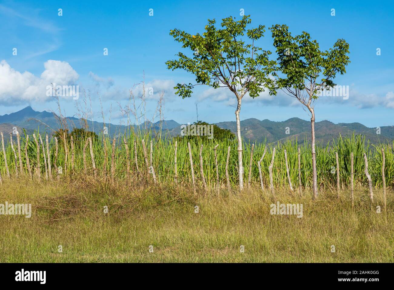 Sugar cane plantation in Cuba Stock Photo