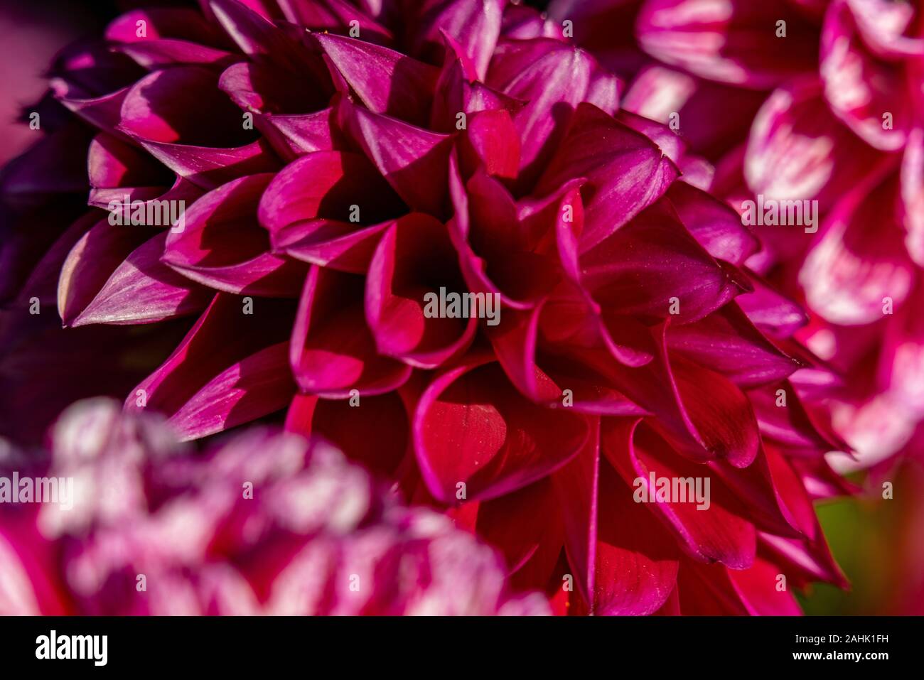 Purple coloured dahlia hi-res stock photography and images - Alamy