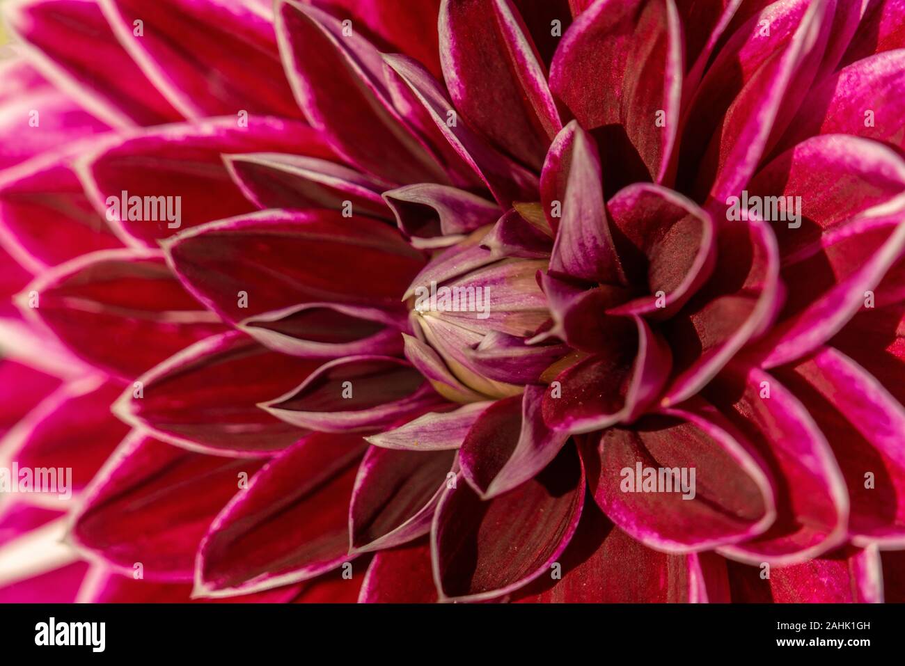 Purple coloured dahlia hi-res stock photography and images - Alamy