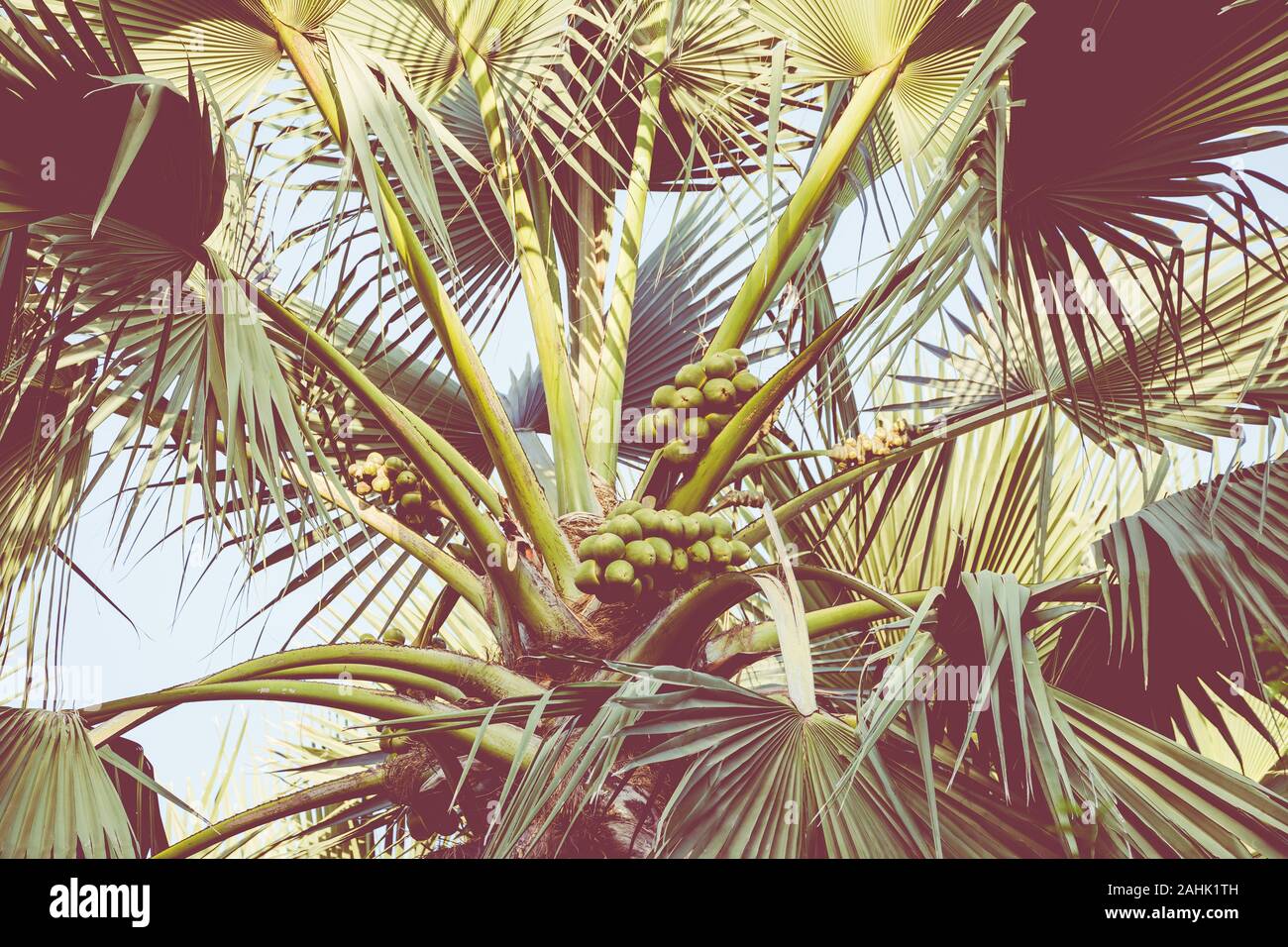 Bijilo National Park. Jungle in Gambia West Africa Stock Photo - Alamy