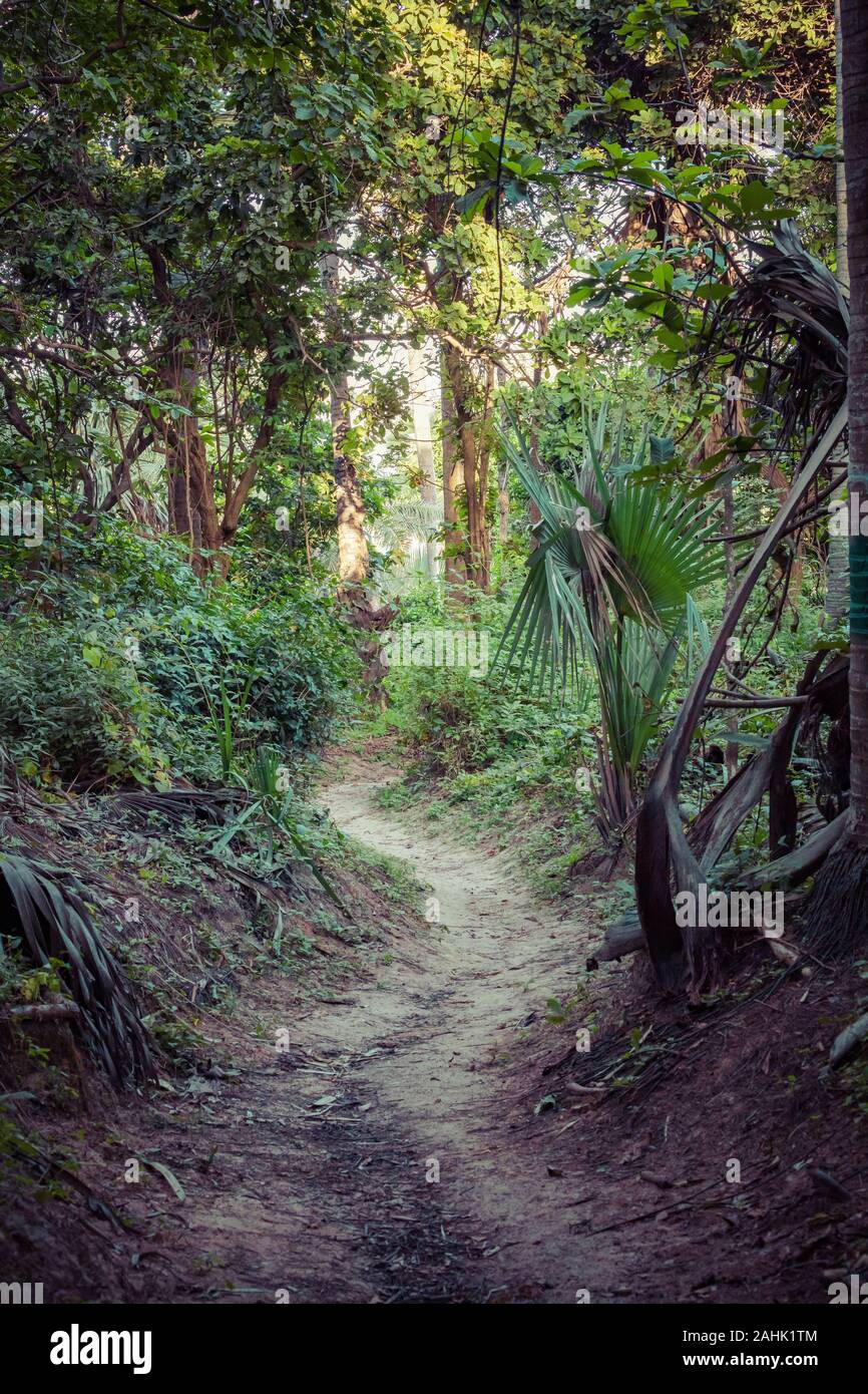 Bijilo National Park. Jungle in Gambia West Africa Stock Photo - Alamy