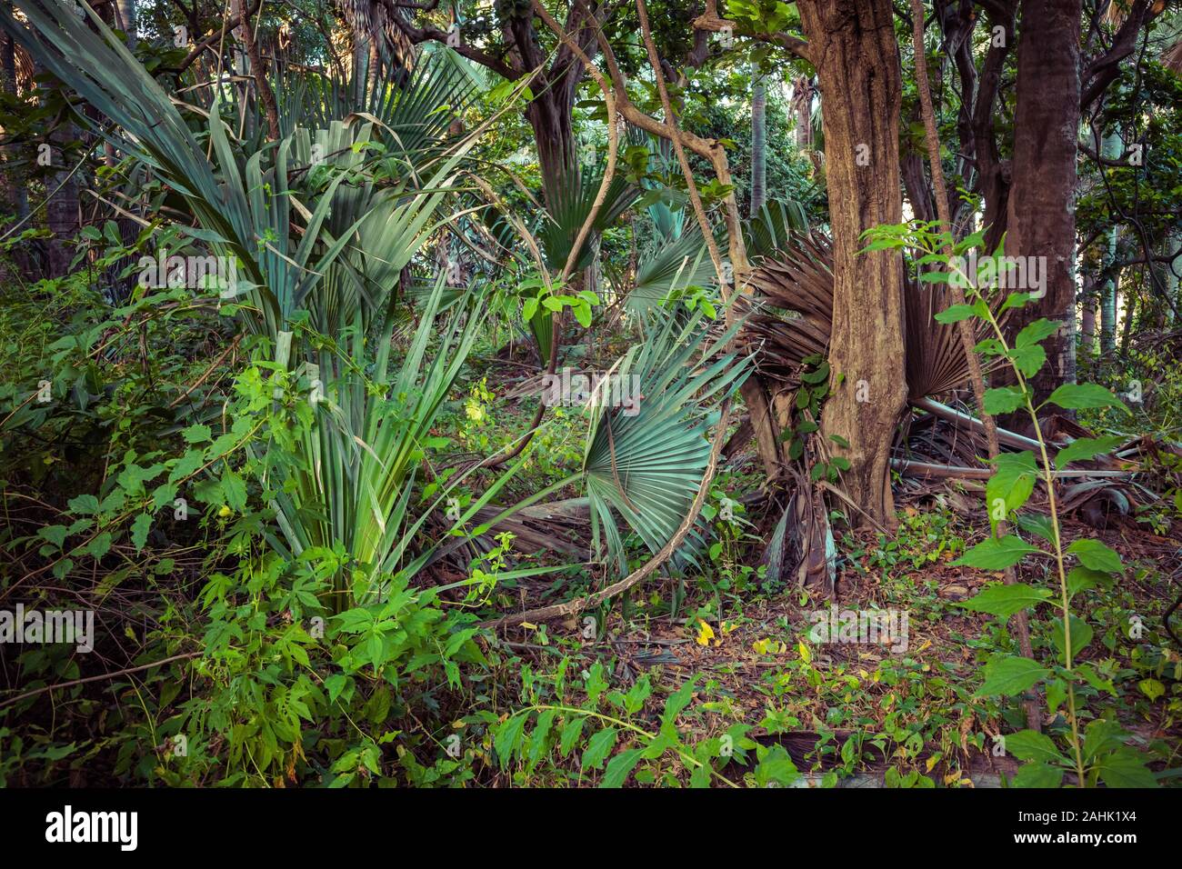 Bijilo National Park. Jungle in Gambia West Africa Stock Photo - Alamy