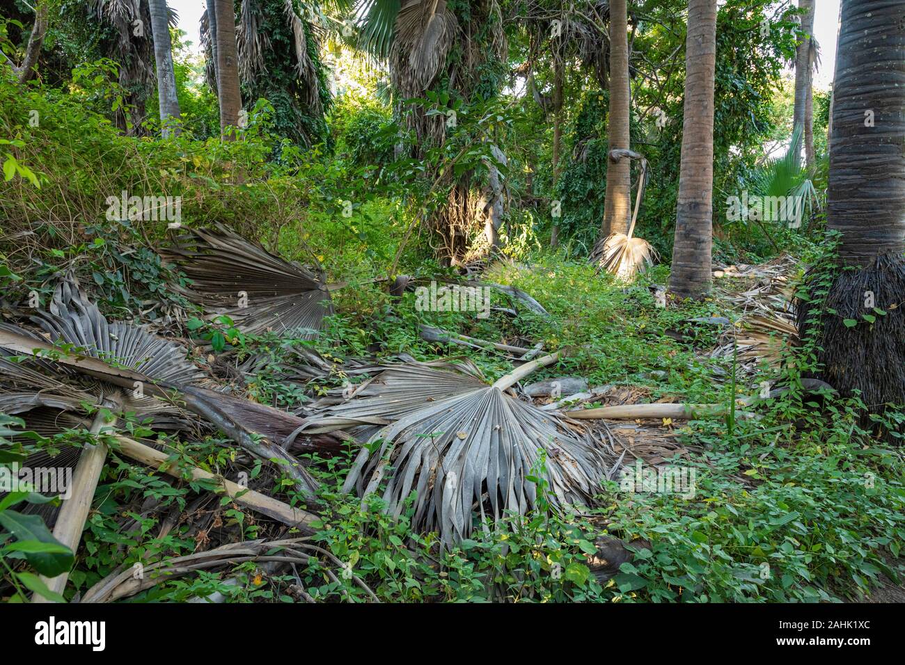 Bijilo National Park. Jungle in Gambia West Africa Stock Photo - Alamy