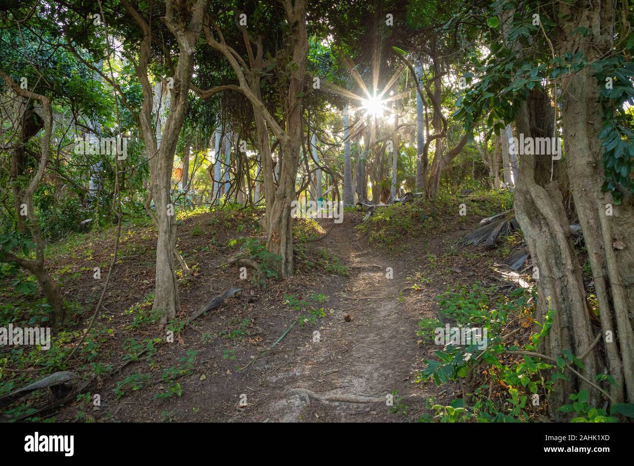 Bijilo National Park. Jungle in Gambia West Africa Stock Photo - Alamy