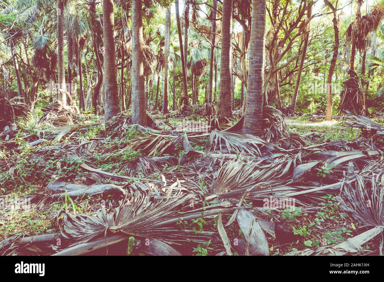 Bijilo National Park. Jungle in Gambia West Africa Stock Photo - Alamy