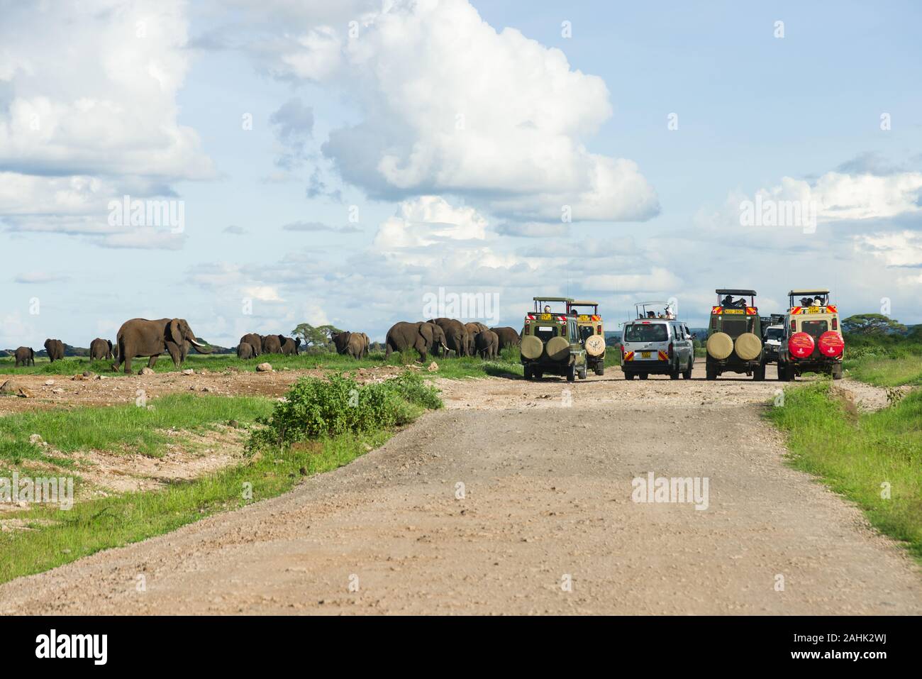 Herd of African bush elephant (loxodonta africana) by several 4x4 tourist vehicles, Amboseli National Park, Kenya Stock Photo