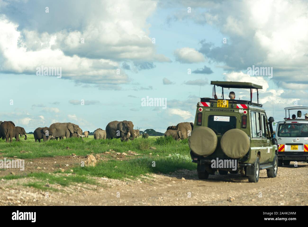 Herd of African bush elephant (loxodonta africana) by 4x4 tourist vehicles, Amboseli National Park, Kenya Stock Photo