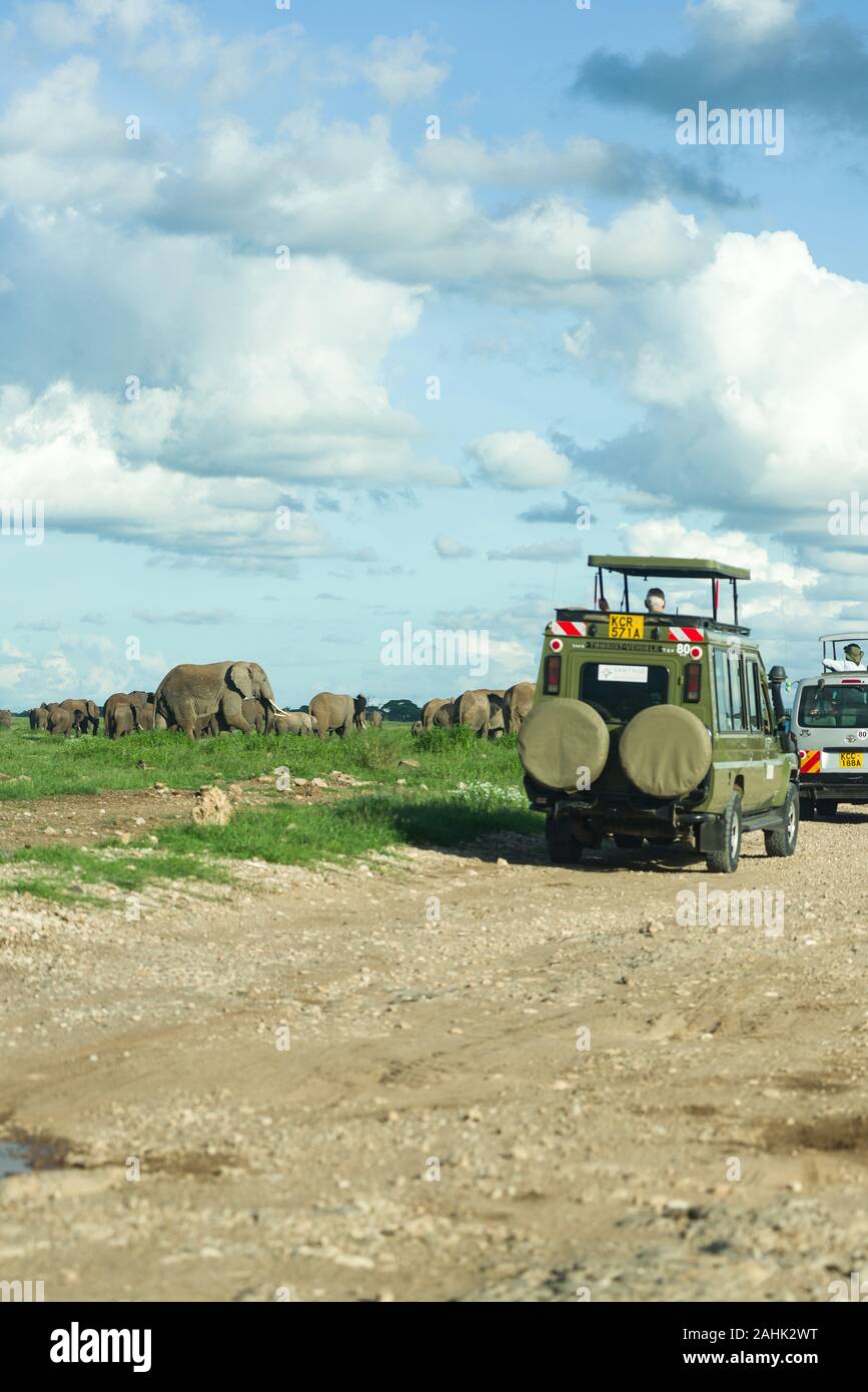 Herd of African bush elephant (loxodonta africana) by 4x4 tourist vehicles, Amboseli National Park, Kenya Stock Photo