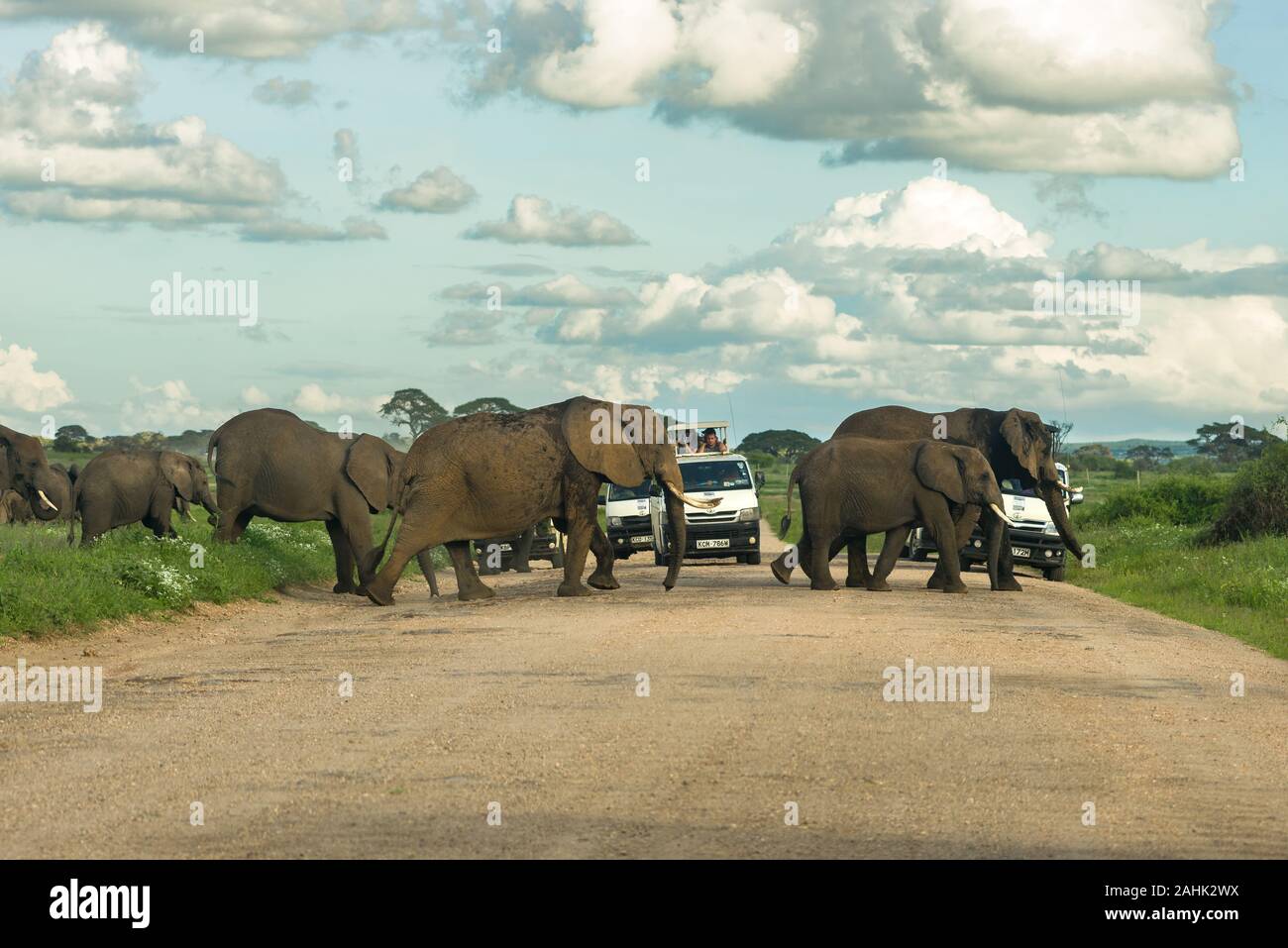 Herd of African bush elephant (loxodonta africana) crossing road by 4x4 tourist vehicles, Amboseli National Park, Kenya Stock Photo
