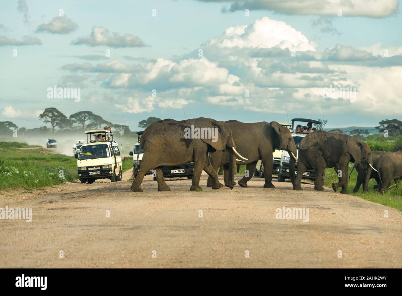 Herd of African bush elephant (loxodonta africana) crossing road by 4x4 tourist vehicles, Amboseli National Park, Kenya Stock Photo