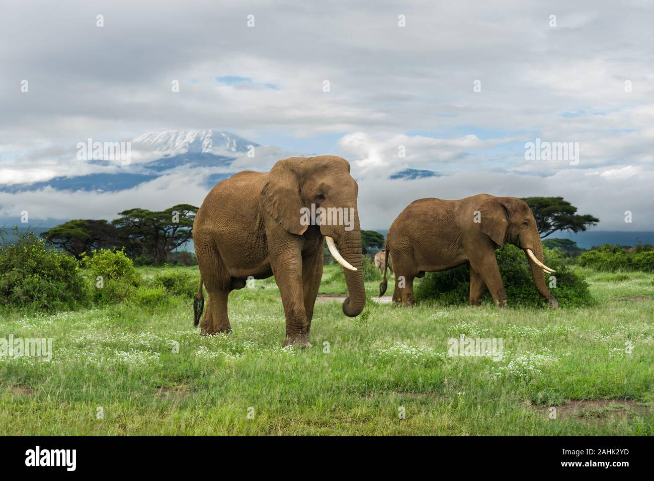 African bush elephants (loxodonta africana) with Mount Kilimanjaro in background, Amboseli National Park, Kenya Stock Photo