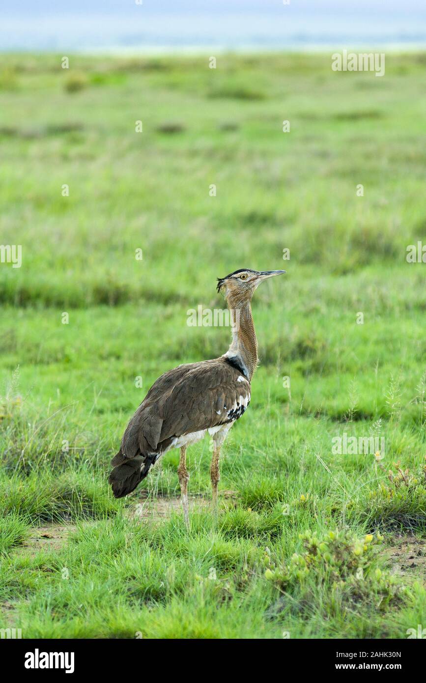 Kori bustard (Ardeotis kori) standing in open grassland, Amboseli National Park, Kenya Stock Photo