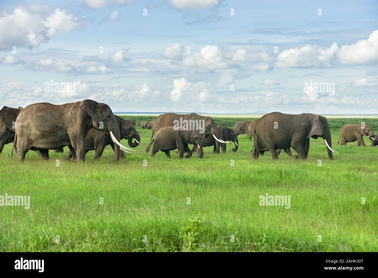Large herd of African bush elephant (loxodonta africana) walking in open grassland, Amboseli National Park, Kenya Stock Photo