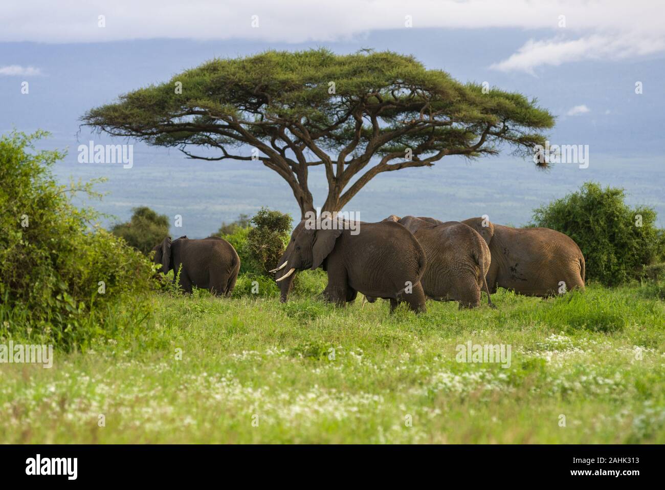 Large herd of African bush elephant (loxodonta africana) walking in grassland, Amboseli National Park, Kenya Stock Photo