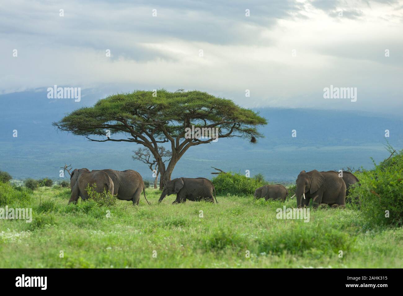 Large herd of African bush elephant (loxodonta africana) walking in grassland, Amboseli National Park, Kenya Stock Photo