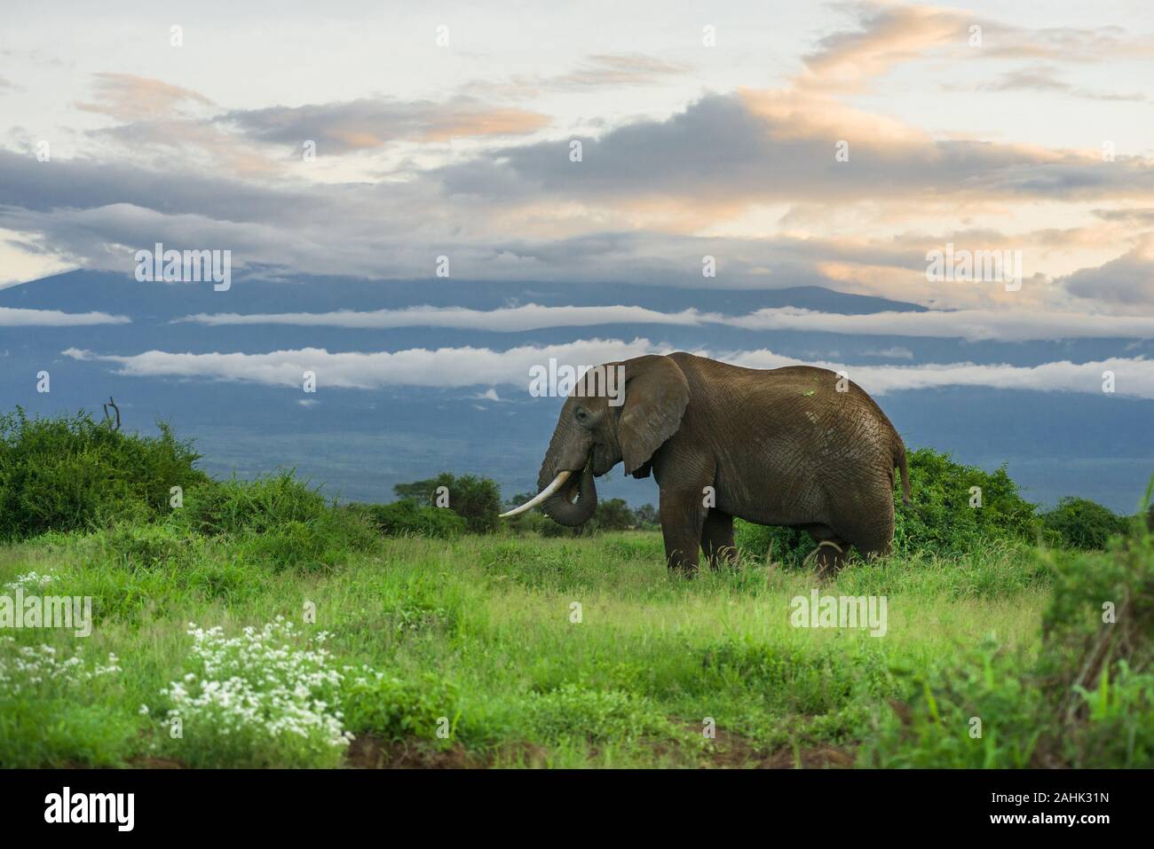 Male African bush elephant (loxodonta africana) with Mount Kilimanjaro in background, Amboseli National Park, Kenya Stock Photo
