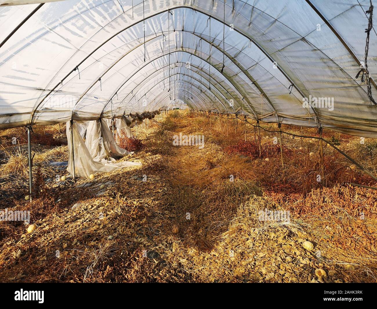 Empty greenhouse in autumn after melon harvest. Stock Photo