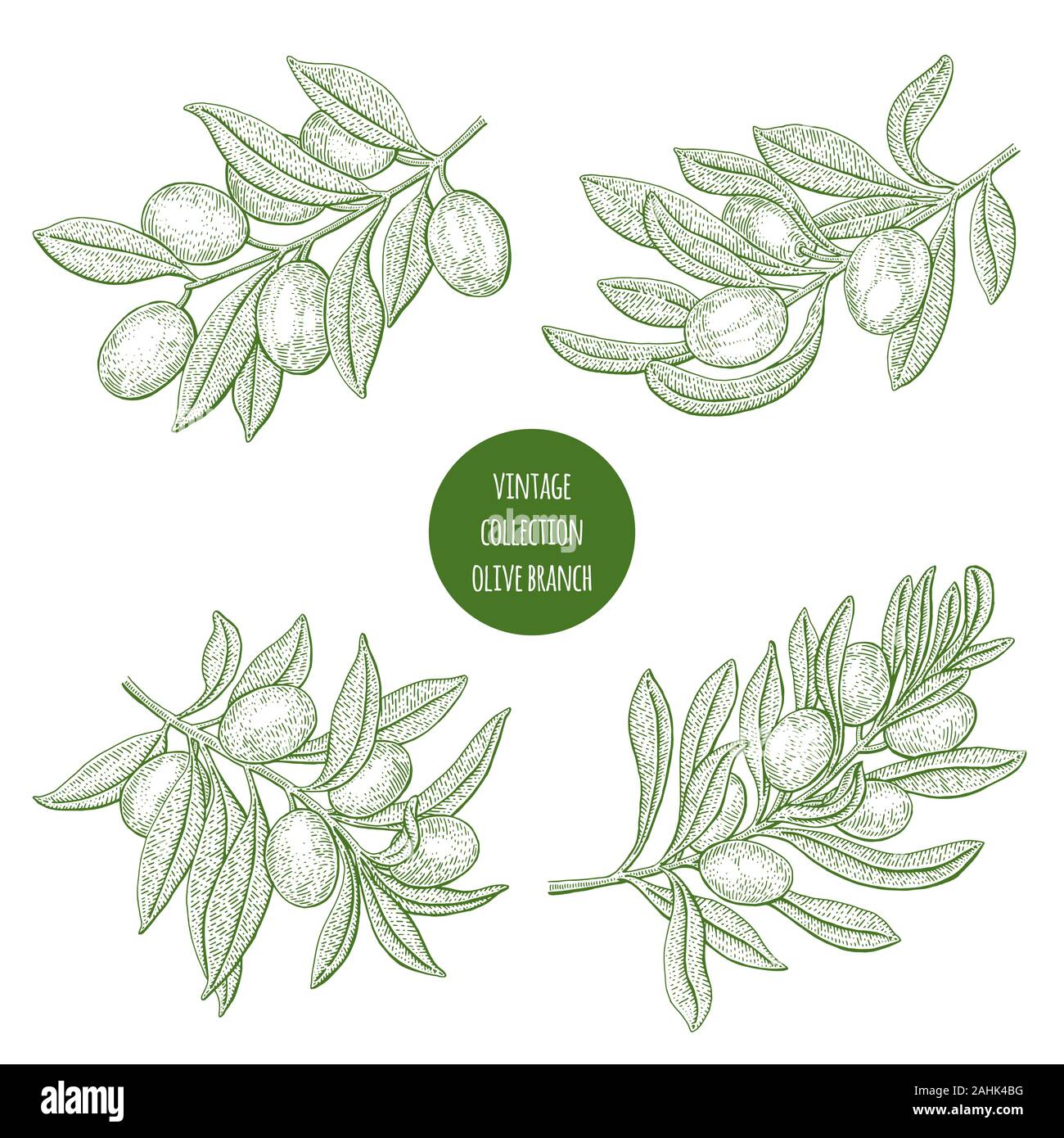 Olive tree. Vintage botany vector hand drawn illustration isolated on ...