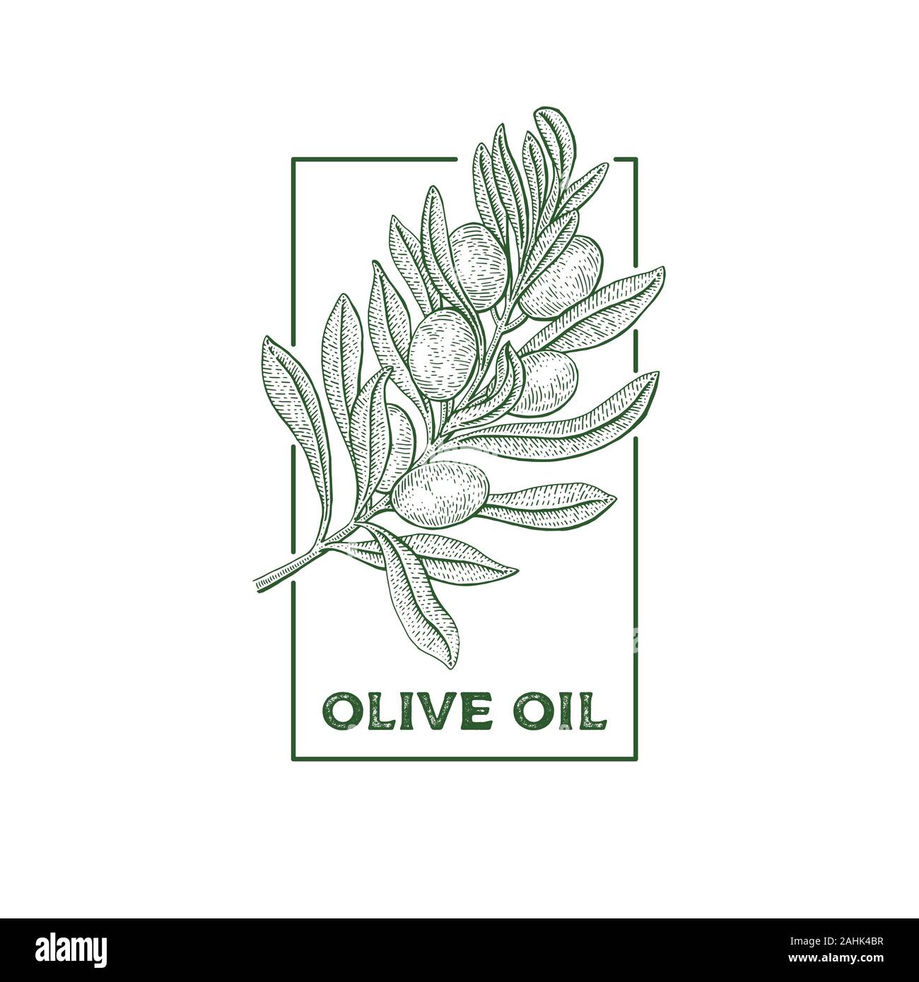 Olive tree. Vintage logo concept. Botany vector hand drawn illustration ...