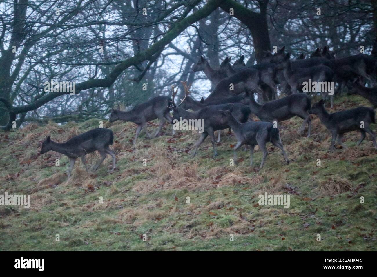 Levens Deer Park, Levens Hall, Cumbria, 30th December 2019 UK Weather