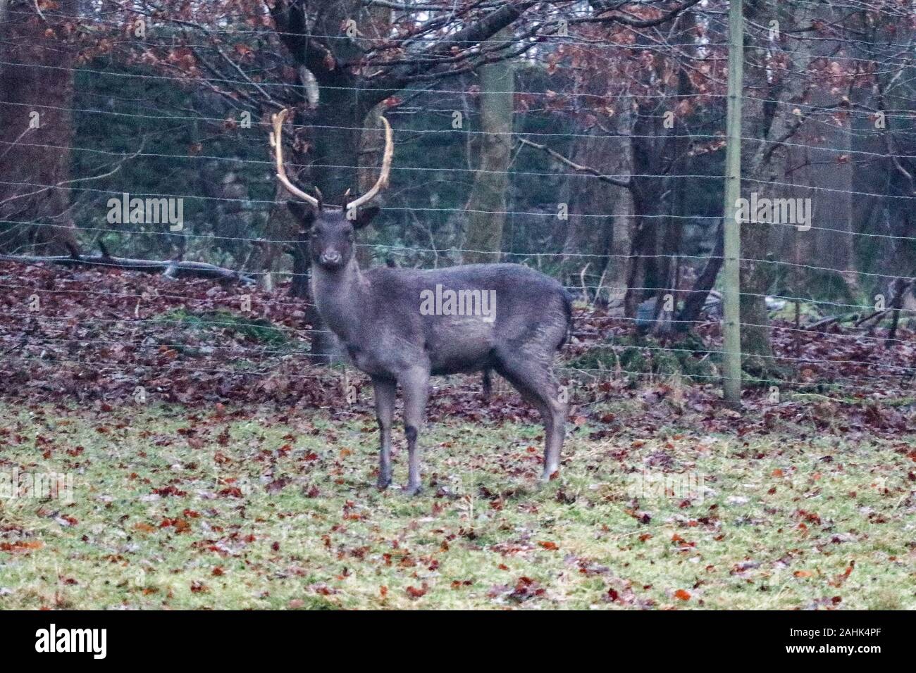Levens Deer Park, Levens Hall, Cumbria, 30th December 2019 UK Weather