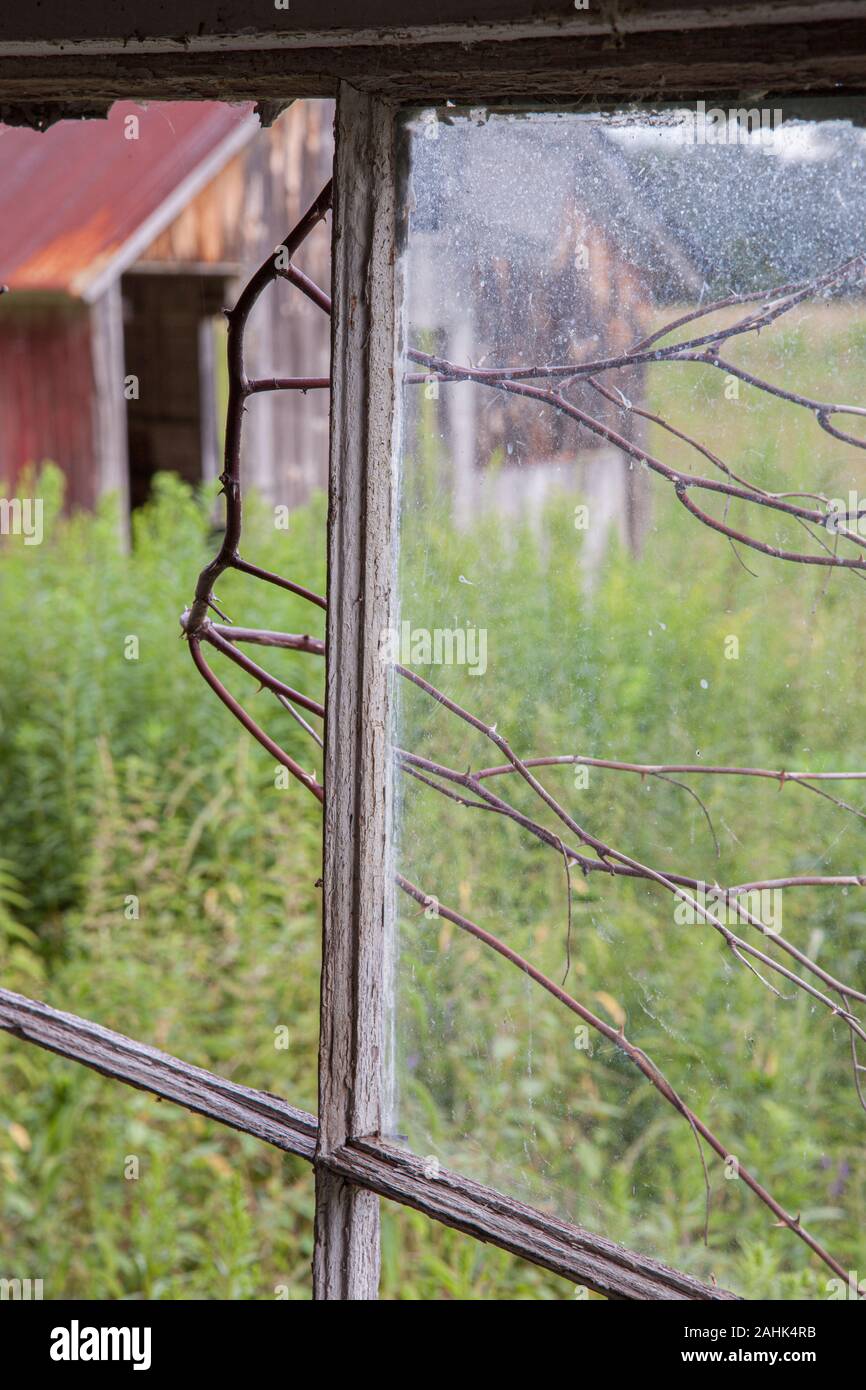 Looking out a window in the old barn at Bullitt Farm in Ashfield