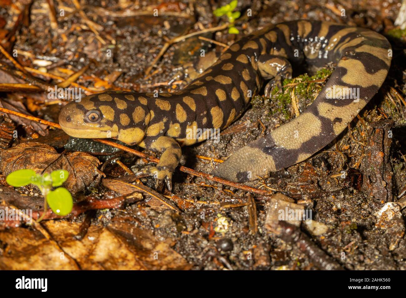 Eastern tiger salamander on the forest floor - Ambystoma tigrinum Stock
