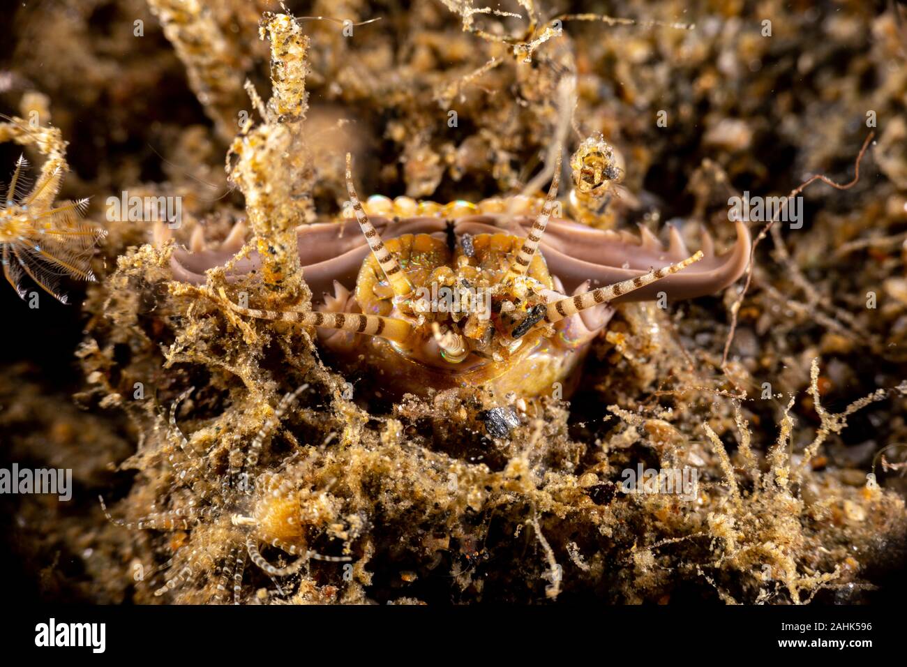 Bobbit(t) worm or sand striker) is an aquatic predatory polychaete worm