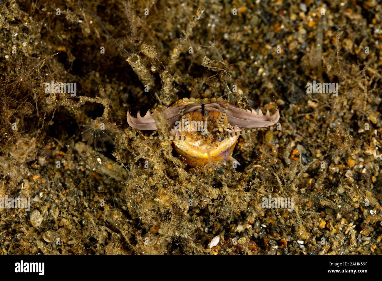 Bobbit(t) worm or sand striker) is an aquatic predatory polychaete worm